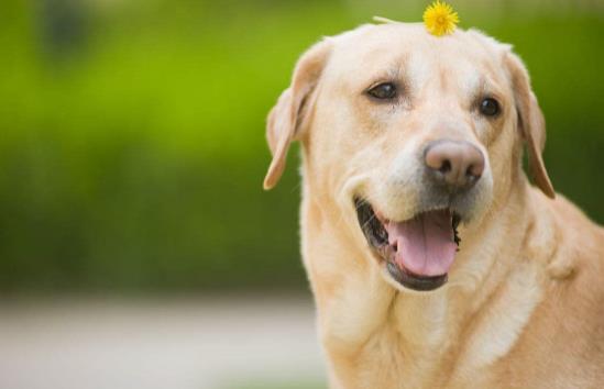 狗狗為什麼老聞主人襠部狗狗聞屁股是幹嘛