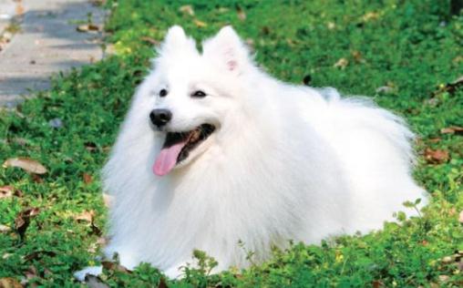 銀狐的特徵-銀狐犬怎麼餵養？