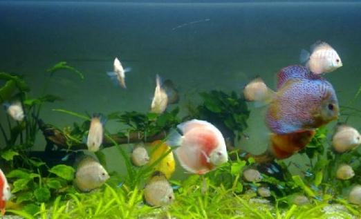 藍帶章魚的簡介-藍帶章魚的外形特徵