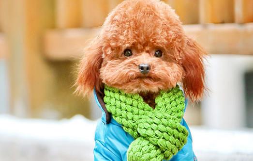 三個月的泰迪怎麼養養泰迪必須具備的條件