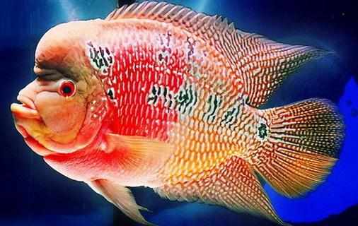 花角羅漢魚的簡介-花角羅漢魚的價格