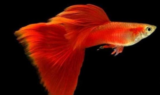 草尾孔雀魚怎麼養？草尾孔雀魚的成長繁殖