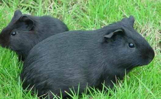 芒鼠怎麼養？養芒鼠的效益