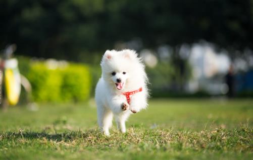 女生適合養的寵物狗推薦幾個適合女性飼養的寵物狗