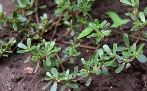 馬齒莧作用大花盆裏栽一棵觀賞食用都不錯