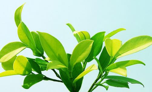 科學魅力探索葉子的奧秘