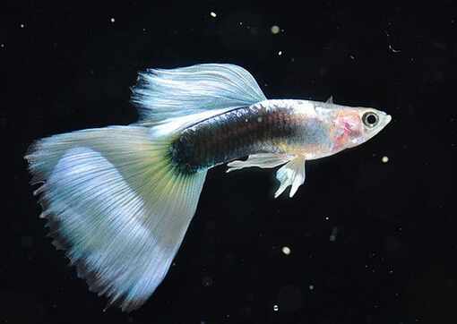 鳳尾魚的品種介紹-鳳尾魚的魚缸擺放位置