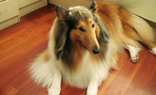 蘇牧是什麼狗？蘇牧好養嗎？