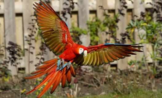 緋紅金剛鸚鵡產自哪裡？緋紅金剛鸚鵡的簡介