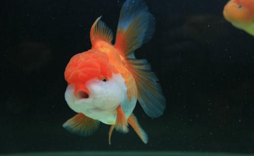 獅子頭金魚怎麼養？獅子頭金魚的品種