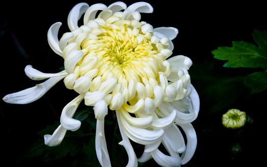 菊花怎麼養?菊花的養護方法