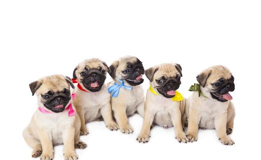 沒斷奶的小狗怎麼照顧？仔犬飼養方法