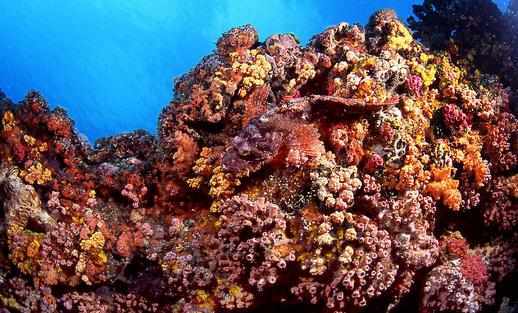 石頭魚有哪些品種？石頭魚怎麼樣？