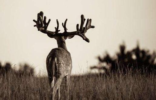 素食動物恐怖吃肉記素食動物本質太弱而吃不肉
