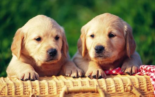 如何訓狗？訓練狗狗需要正確的方法和耐心