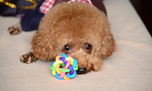 泰迪怎麼養？泰迪多少錢能買到？