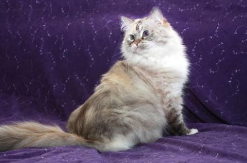 襤褸猫是什麼猫？襤褸猫的生活習性