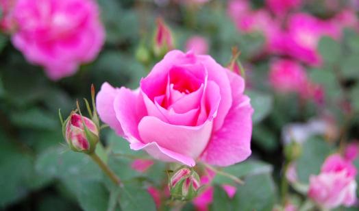 薔薇花的簡介薔薇花的佈置擺放