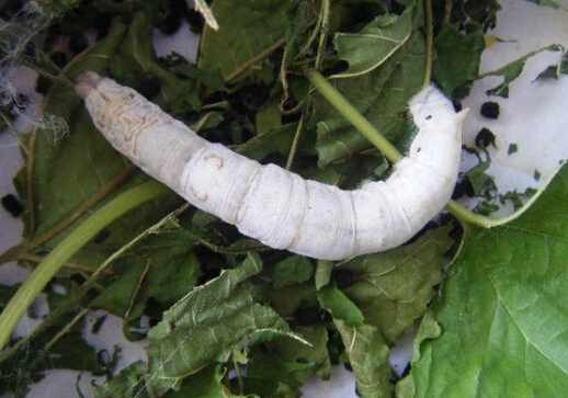 蠶寶寶怎麼養？如何餵養蠶寶寶？