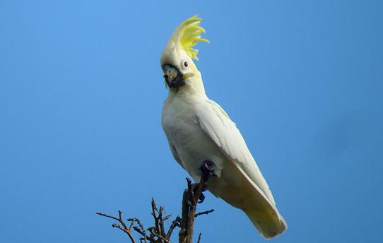 小葵花鳳頭鸚鵡的簡介小葵花鳳頭鸚鵡的產地