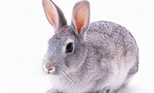 巨型格仔兔怎麼養？巨型格仔兔養殖方法