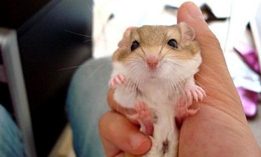 通心粉鼠的價格-通心粉鼠的外貌特徵