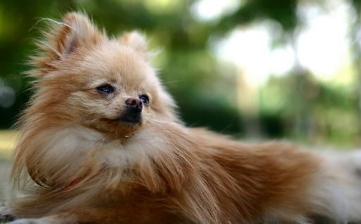 狐狸犬多少錢一條？狐狸犬怎麼餵養？