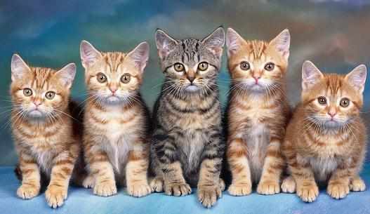 新生小猫需關注這四大殺手