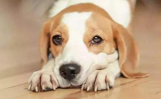 你的狗鼻子幹了應該擔心鼻子幹往往是生病的前兆