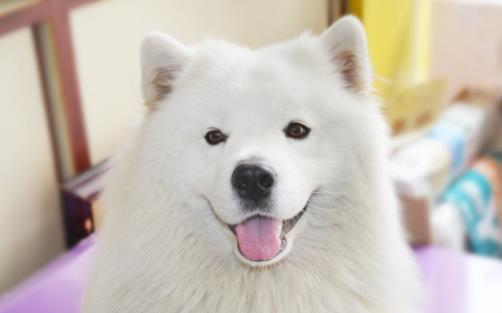 女生適合養的寵物狗推薦幾個適合女性飼養的寵物狗