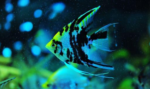 燕魚的風水學應用-燕魚的魚缸擺放位置