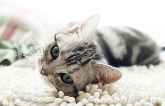 調教美國短毛貓的正確方法是什麼