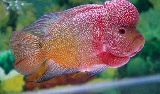 彩鯛的簡介-彩鯛怎麼養？