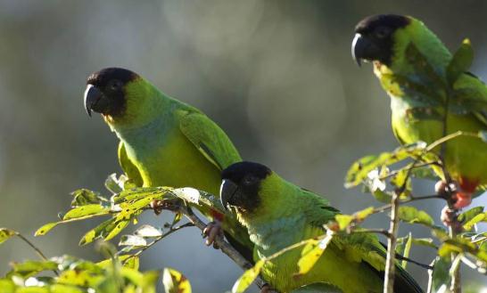 金色錐尾鸚鵡的產地金色錐尾鸚鵡的簡介