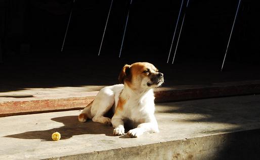 寵物狗容易患什麼疾病？