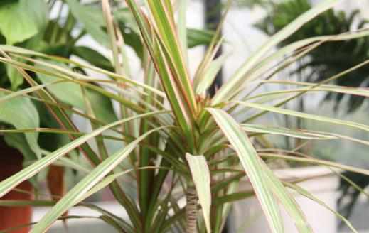 不太起眼能淨化空氣的綠色植物適合給室內添置的植物