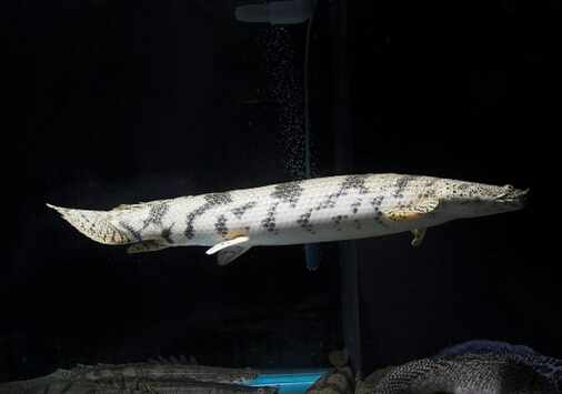 恐龍魚的風水學應用-恐龍魚的魚缸擺放位置