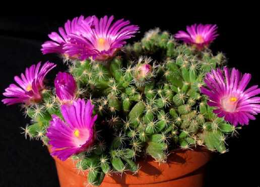 紫晃星的風水學應用-紫晃星的養殖方法