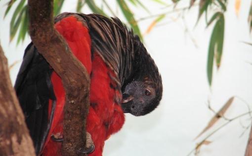 彼斯奎氏鸚鵡的簡介彼斯奎氏鸚鵡的產地