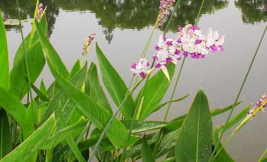 再力花的簡介再力花的種植方法