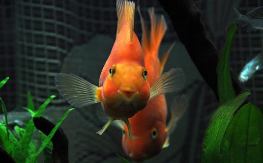 紅元寶魚是什麼？紅元寶魚價格