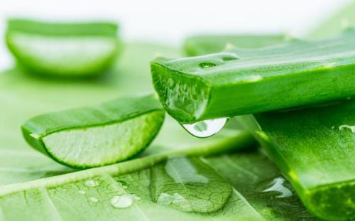 不太起眼能淨化空氣的綠色植物適合給室內添置的植物