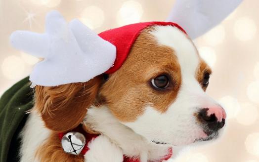 狗在家裡的適宜溫度是多少新生小狗應注意保溫