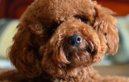 三個月的泰迪怎麼養養泰迪必須具備的條件