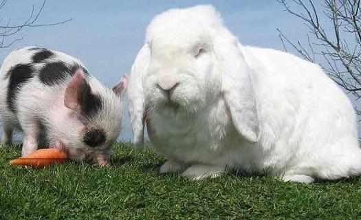 巨型格仔兔的產地-巨型格仔兔產自哪裡？