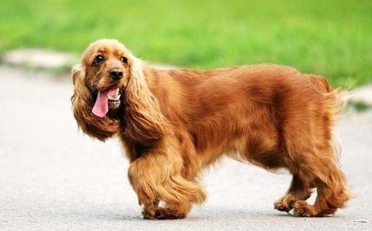 長不大又好養的狗狗品種小型寵物狗品種推薦