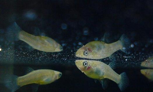 大眼燈鱂如何繁殖?大眼燈鱂的飼養環境