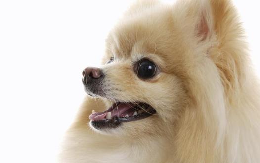 狗狗隨地大小便訓練狗狗定點排便之秘笈