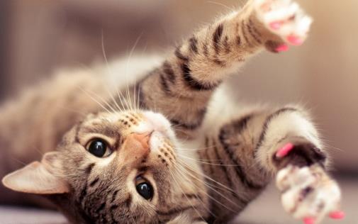 猫抓傢俱怎麼辦防止猫亂抓傢俱的方法介紹