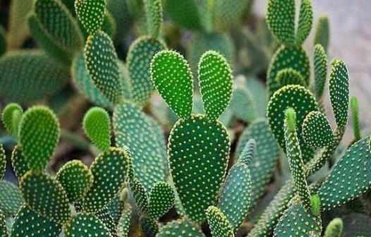 仙人球喜幹不喜濕怎樣才能順利移植仙人掌